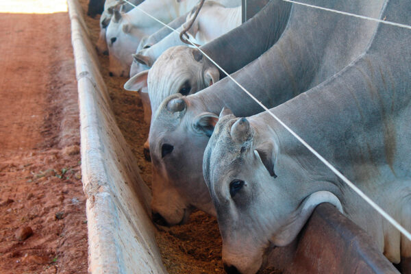 Brasil será responsável por 29% da carne bovina no mundo em 2030